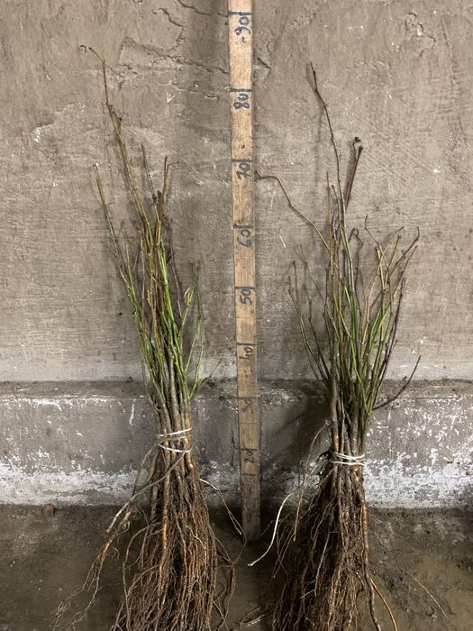 Lipa srebrzysta 20-40 i 40cm+