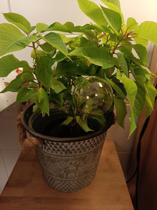 Bola em vidro para rega
