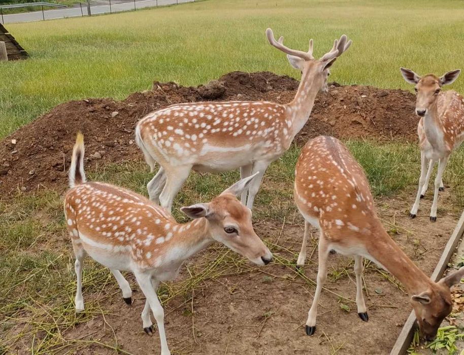 Daniele Łanie Roczne i Starsze ( Możliwość transportu)