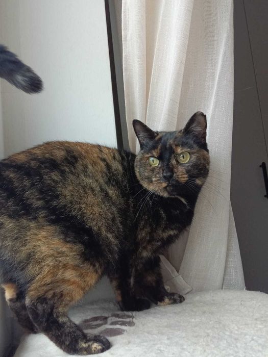 ESTERILIZADA | Gata adulta disponível para adoção responsável