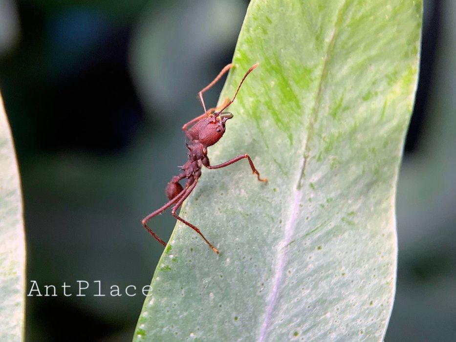 Экзотические Муравьи Листорезы | Atta mexicana и не только!!