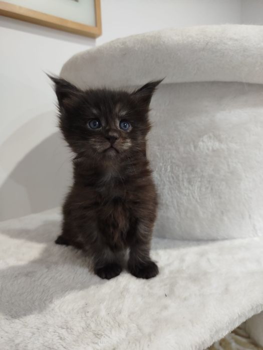 Kotka Maine Coon