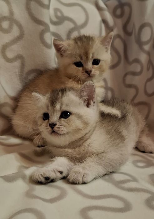 Дружелюбные котята из Одессы