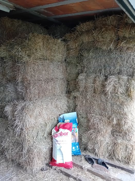 Fardos de Azevém semeado