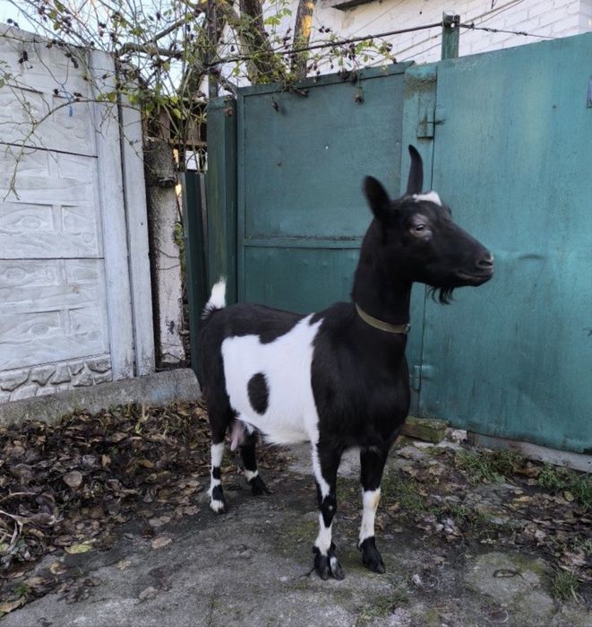 Віддам в добрі руки козу дійну Терміново !!!