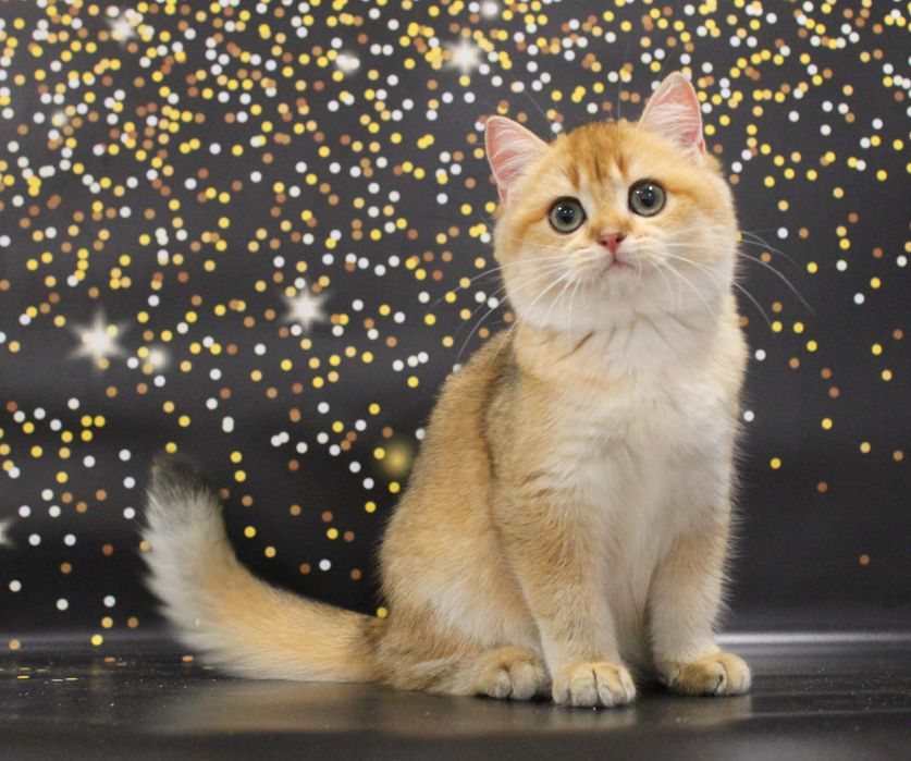 Мила дитина чекає нову родину