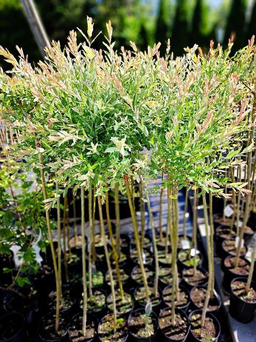 Wierzba Hakuro Iwa Wierzby