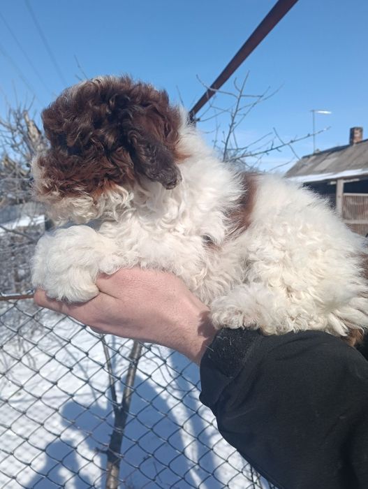 Пудель мініатюра