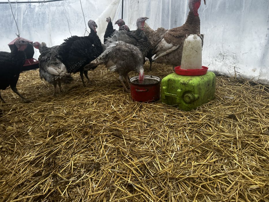 Idyki/ Indyczki 4 miesieczne