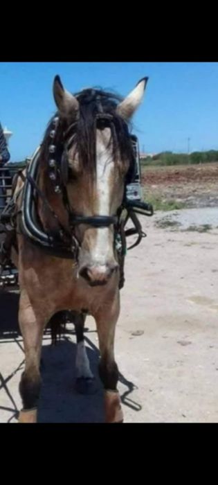 Vendo égua baia mansa