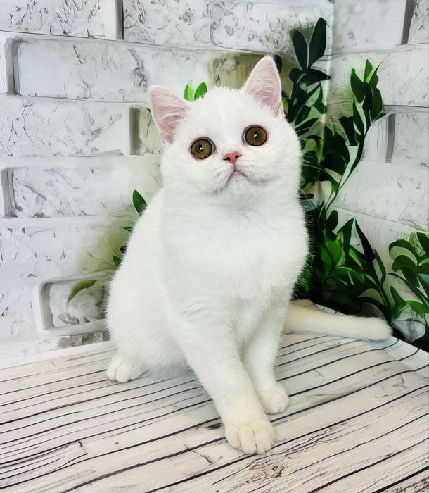 Біла кішка шотландської породи