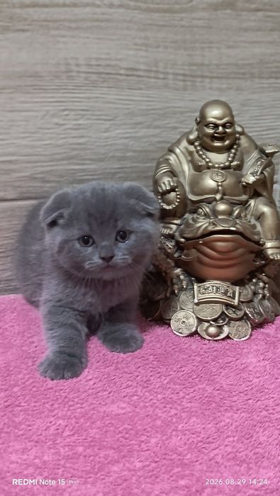 Хлопчик Шотландець!