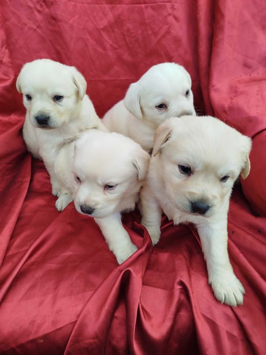 Labrador Retriever piesek tel.-5.7.5.3.0.2.0.3.9.