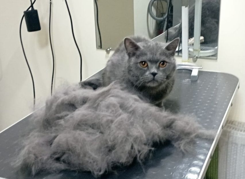 Експрес лінька та стрижка котів в салоні