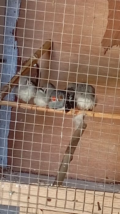 Vendo manderins machos