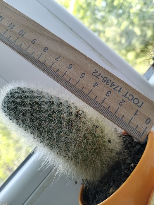 кактус большой пушистый