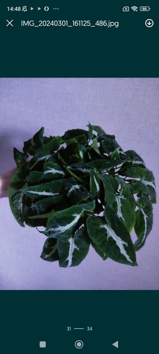 Сингоніуми різних видів