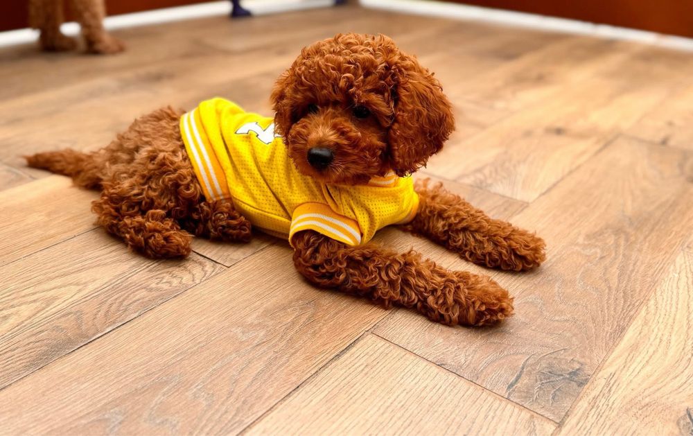 Pudel Toy piesek do rezerwacji badania genetyczne