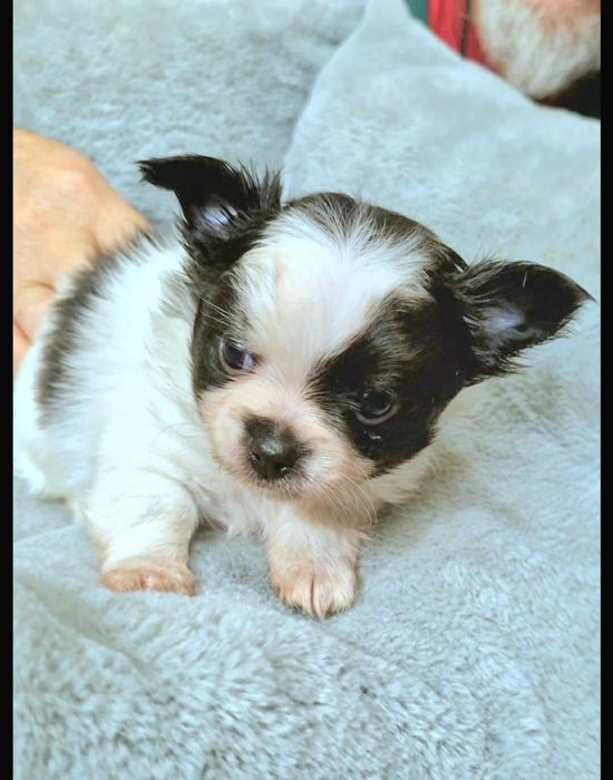 Amigo chihuahua długowłosy