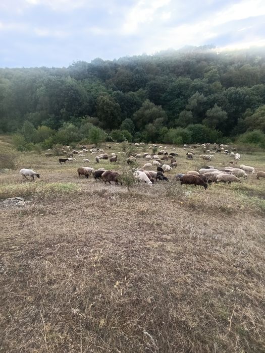 продам дійні вівці