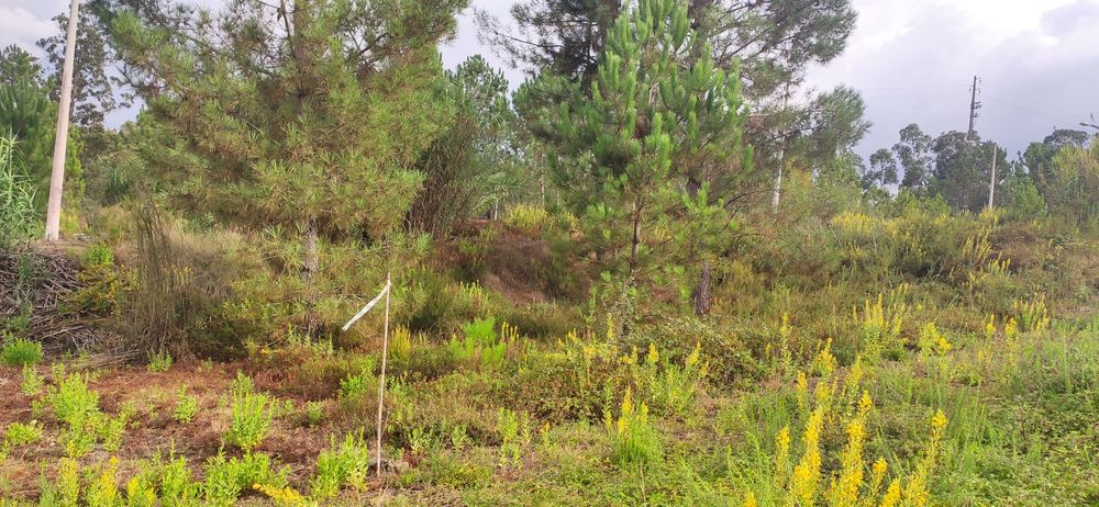 Lote construção - Pombal