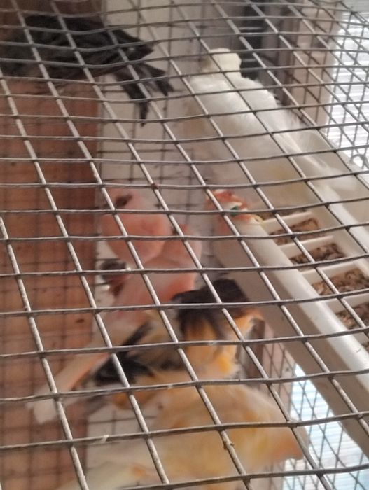 Canários Arlequim macho e fêmea