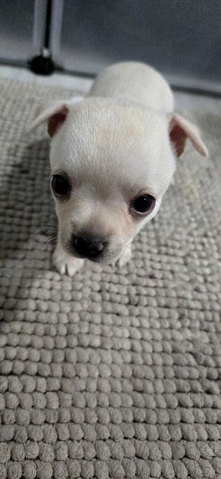 Mini chihuahua femea