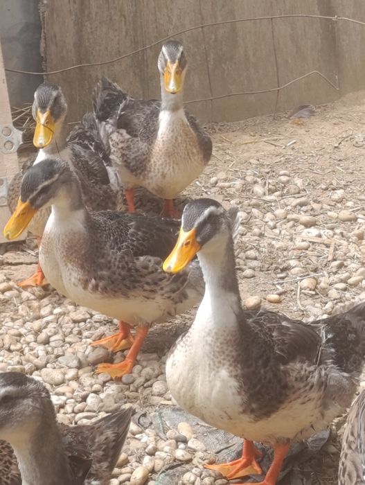 Pato raça ruan para venda