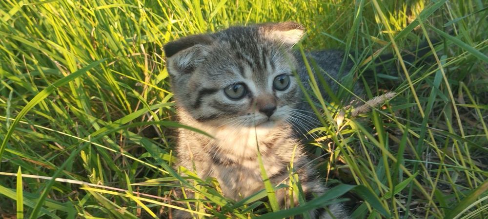 Кошенята в добрі руки