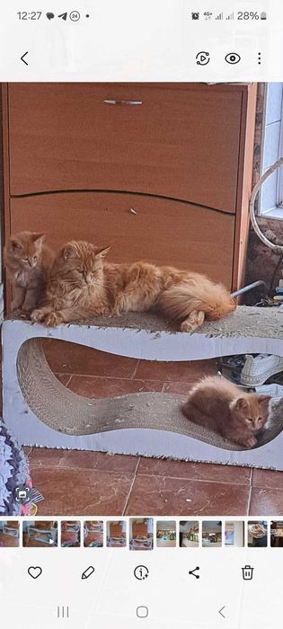 Розкішні руді кошенята мейкунята.