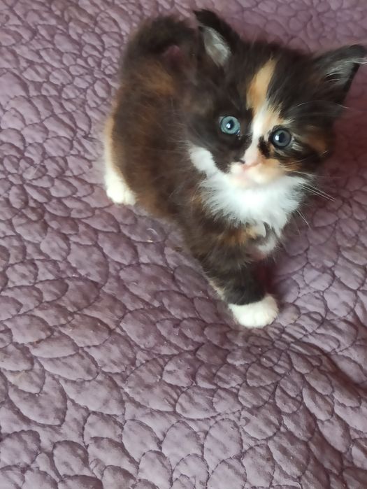 Малята мейн куни шукають родину.