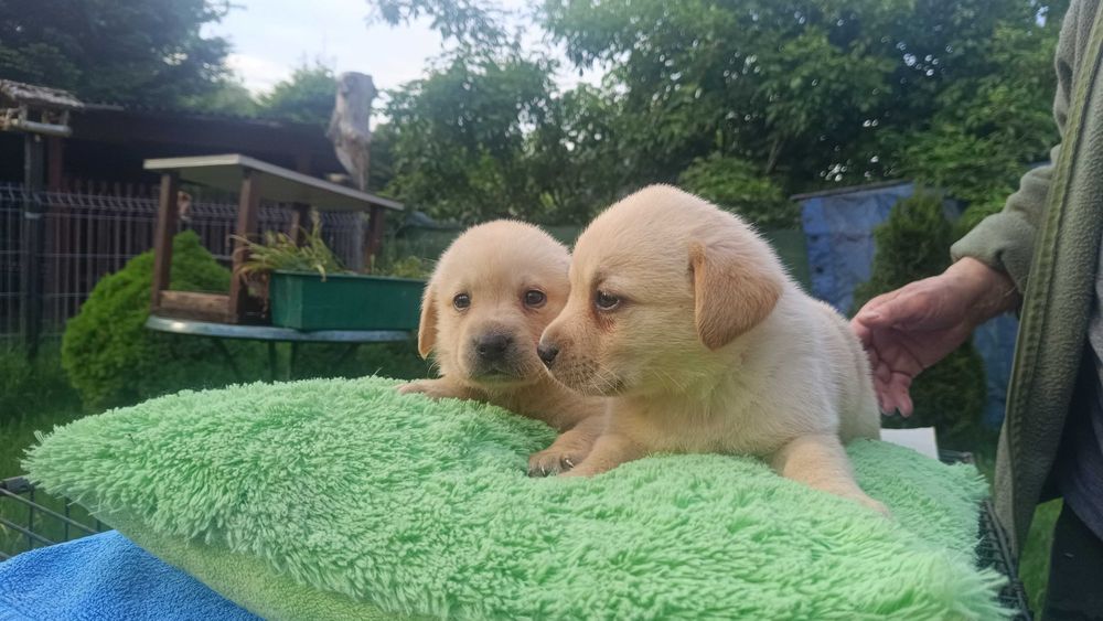 Labrador suczka [ szczeniak ]