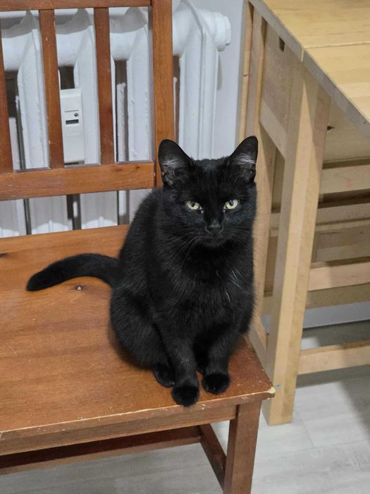 Chryzia "plusik" bez szans na dom?