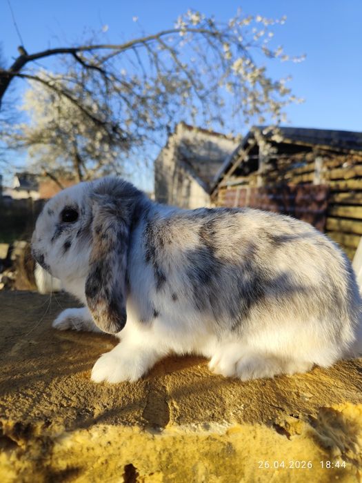 Królik miniaturka baranek karzełek, mini lop