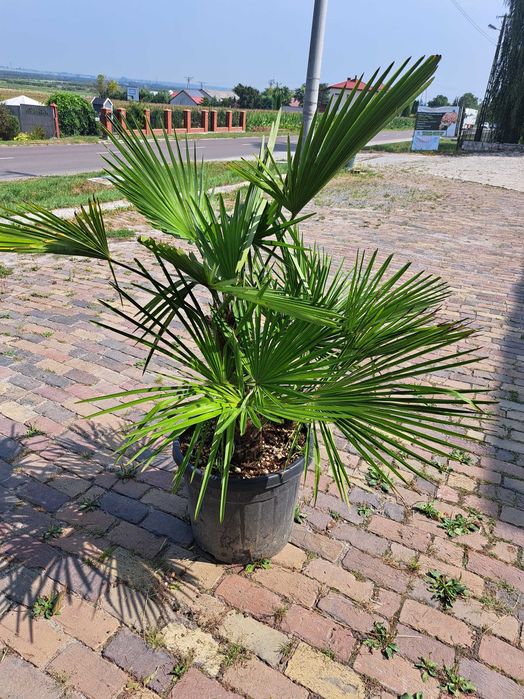 Palma Excelsa biczowa