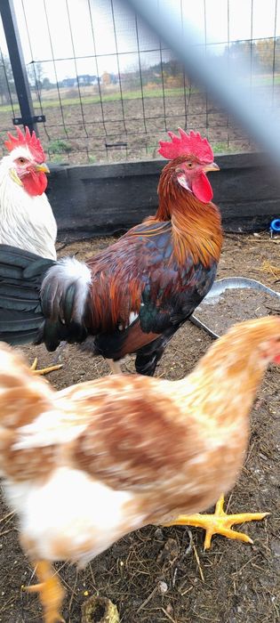 Zamienię na kurę lub sprzedam