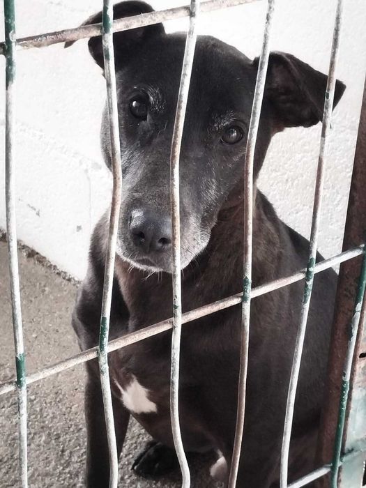 TÉO (Macho, 6 Anos, xBull Terrier) Para Adoção