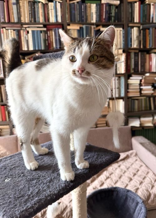 Фунтік. Дуже класний дуже ласкавий котик