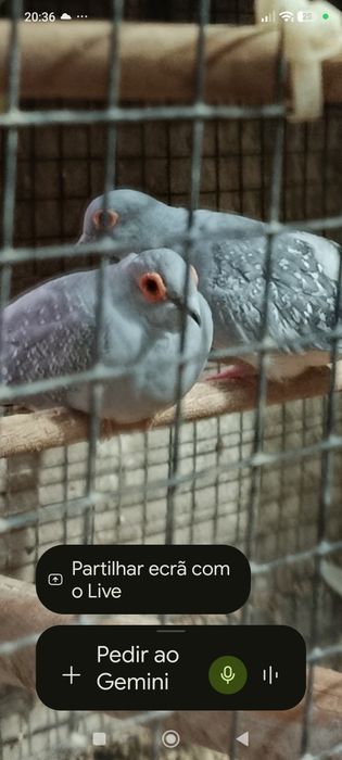 Para cedência duas rodas diamante penso que seja um casal