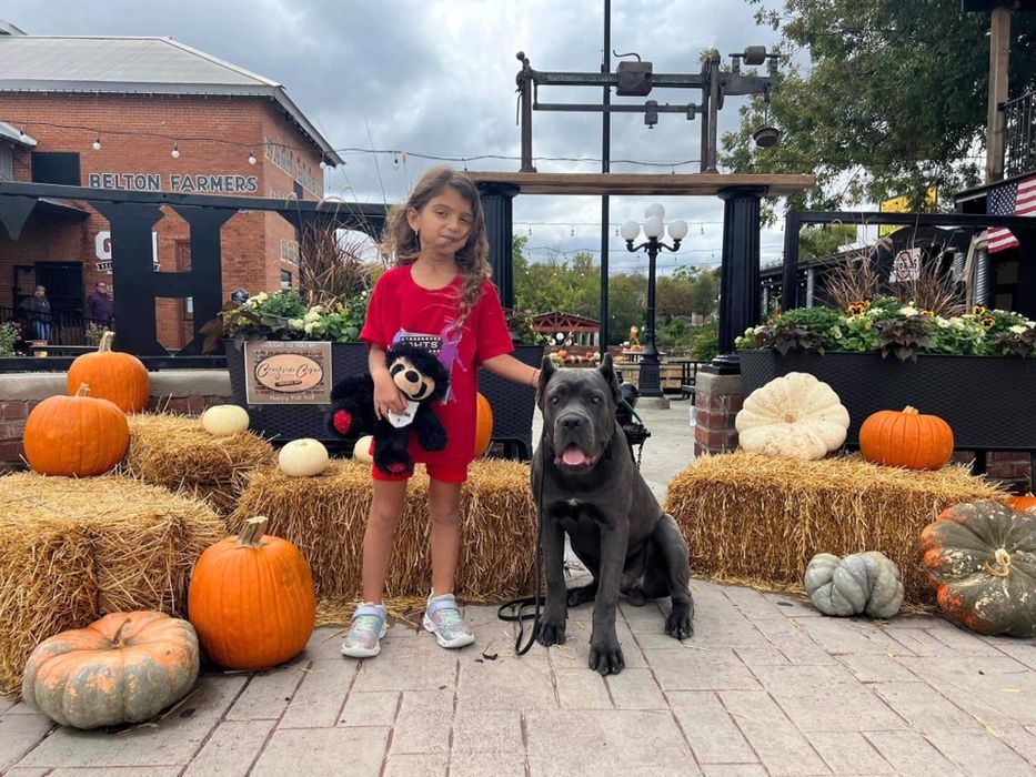 Кане Корсо- супер дітки