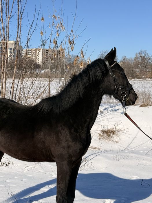 Жеребец УВП конь