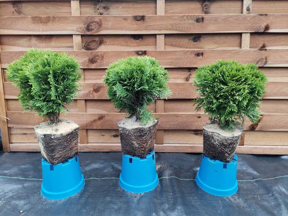 Thuja Danica Tuja Danika 3 letnia sadzonka doniczka mocno ukorzeniona