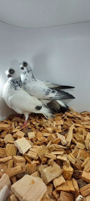 Szek, szeki, krotkodzioby polski