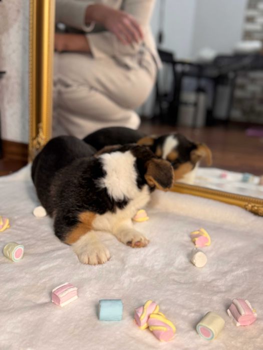 Шикарні цуцики Коргі Кардиган