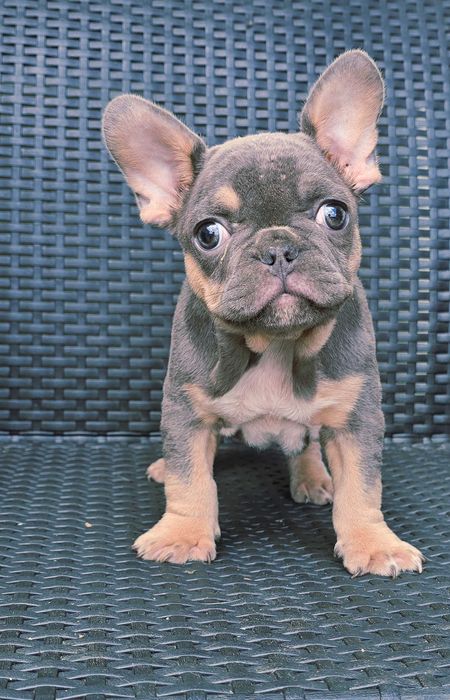 Bulldog francês Macho cor Blue And Tan
