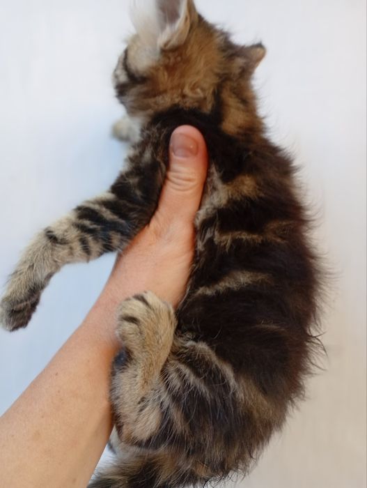 Породистые Котята девочки