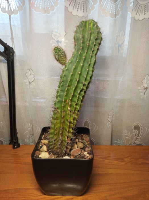 Кактус эхинопсис (взрослый)