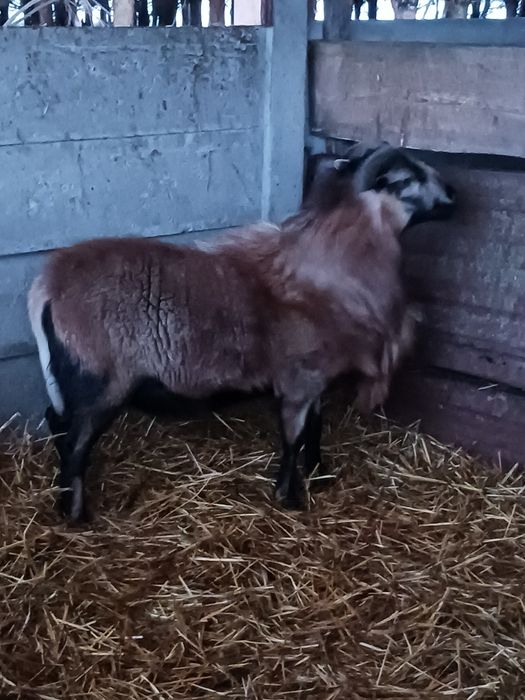 Baranina  duży baran .OPOCZNO