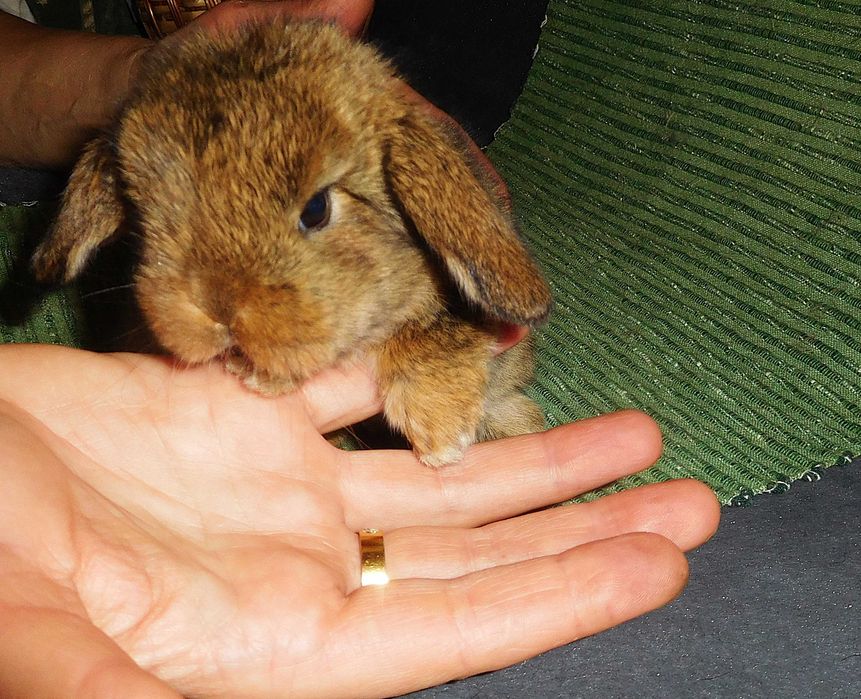 Śliczne króliczki Mini Lop