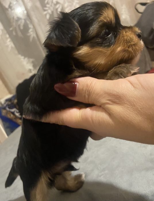 Маненький хлопчик йорік